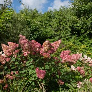 Hydrangea paniculata Pinky Winky