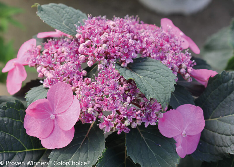 Hydrangea serrata Cotton Candy