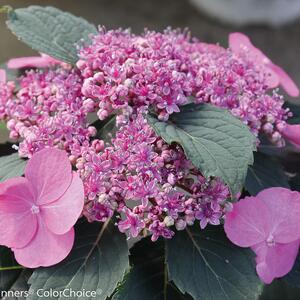 Hydrangea serrata Cotton Candy