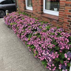 Hydrangea serrata Cotton Candy