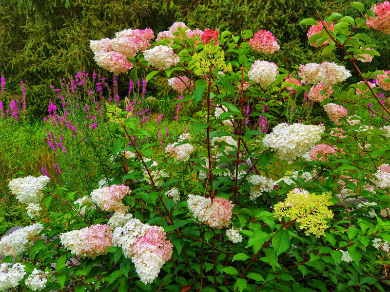 Hydrangea paniculata Pinky Winky