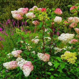 Hydrangea paniculata Pinky Winky