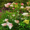 Hydrangea paniculata Pinky Winky