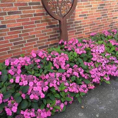 Hydrangea serrata Cotton Candy