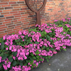 Hydrangea serrata Cotton Candy