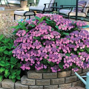 Hydrangea serrata Cotton Candy