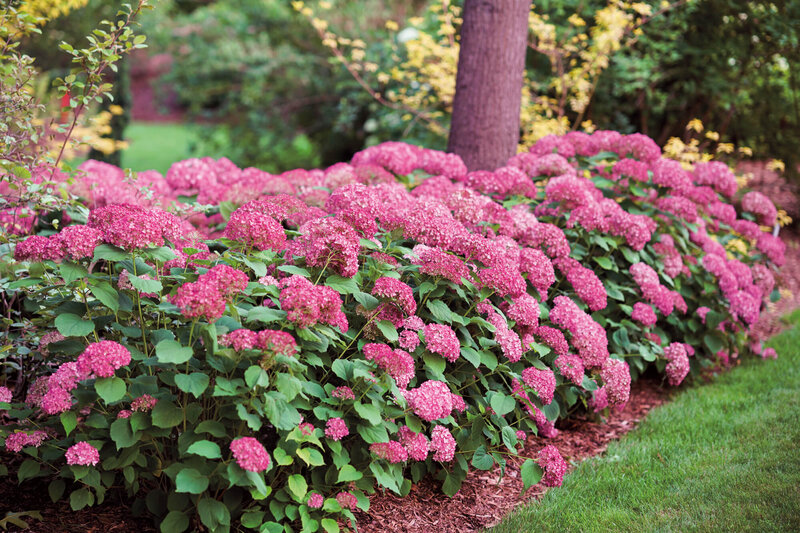 Hydrangea arborescens Ruby Annabelle