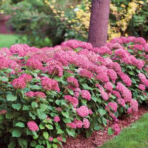 Hydrangea arborescens Ruby Annabelle