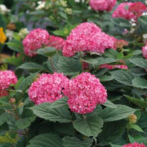 Hydrangea arborescens Ruby Annabelle