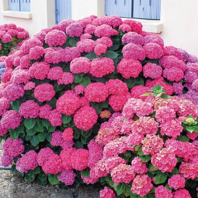 Hydrangea macrophylla Masja