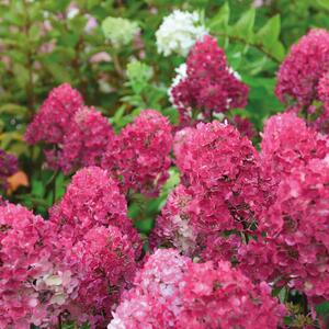 Hydrangea paniculata Framboisine