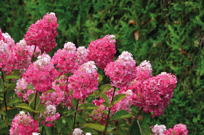 Hydrangea paniculata Framboisine
