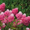 Hydrangea paniculata Framboisine