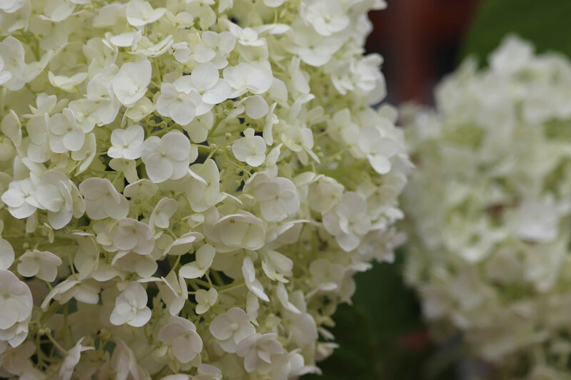 Hydrangea Runaway Bride