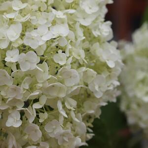 Hydrangea Runaway Bride