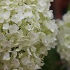 Hydrangea Runaway Bride