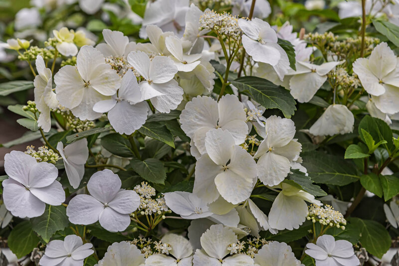 Hydrangea Runaway Bride