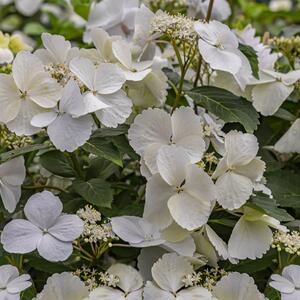 Hydrangea Runaway Bride