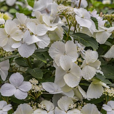 Hydrangea Runaway Bride