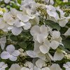 Hydrangea Runaway Bride