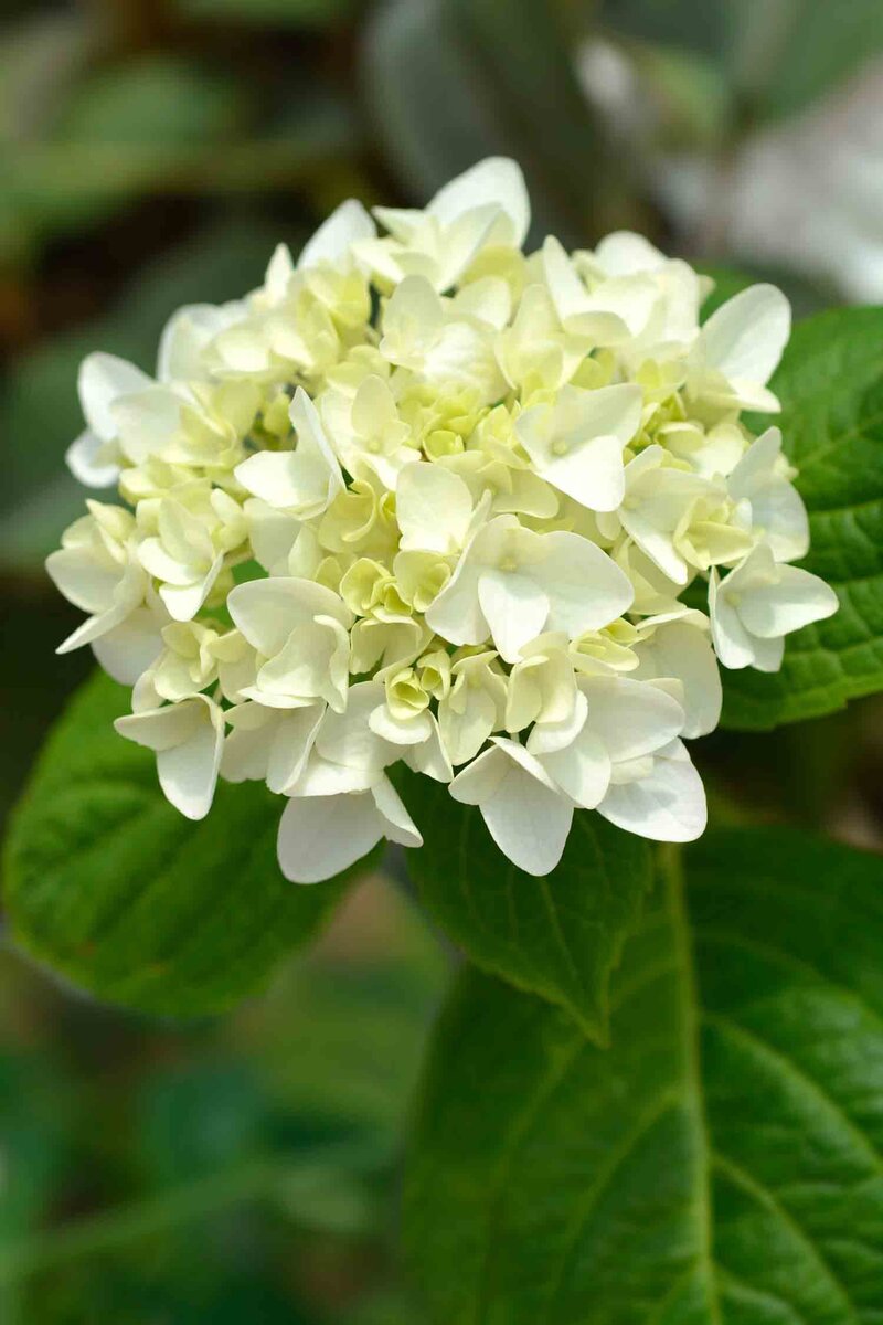 Hydrangea macrophylla Endless Summer®'The Bride®'