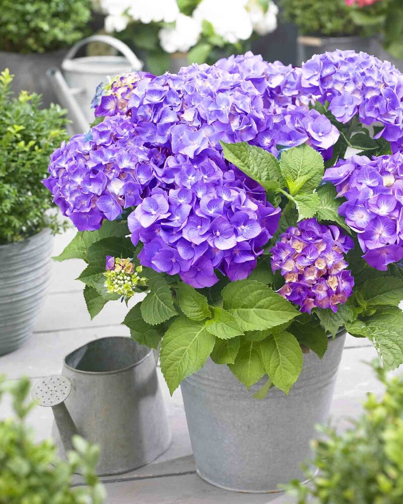 Hydrangea macrophylla 'Little Purple®'