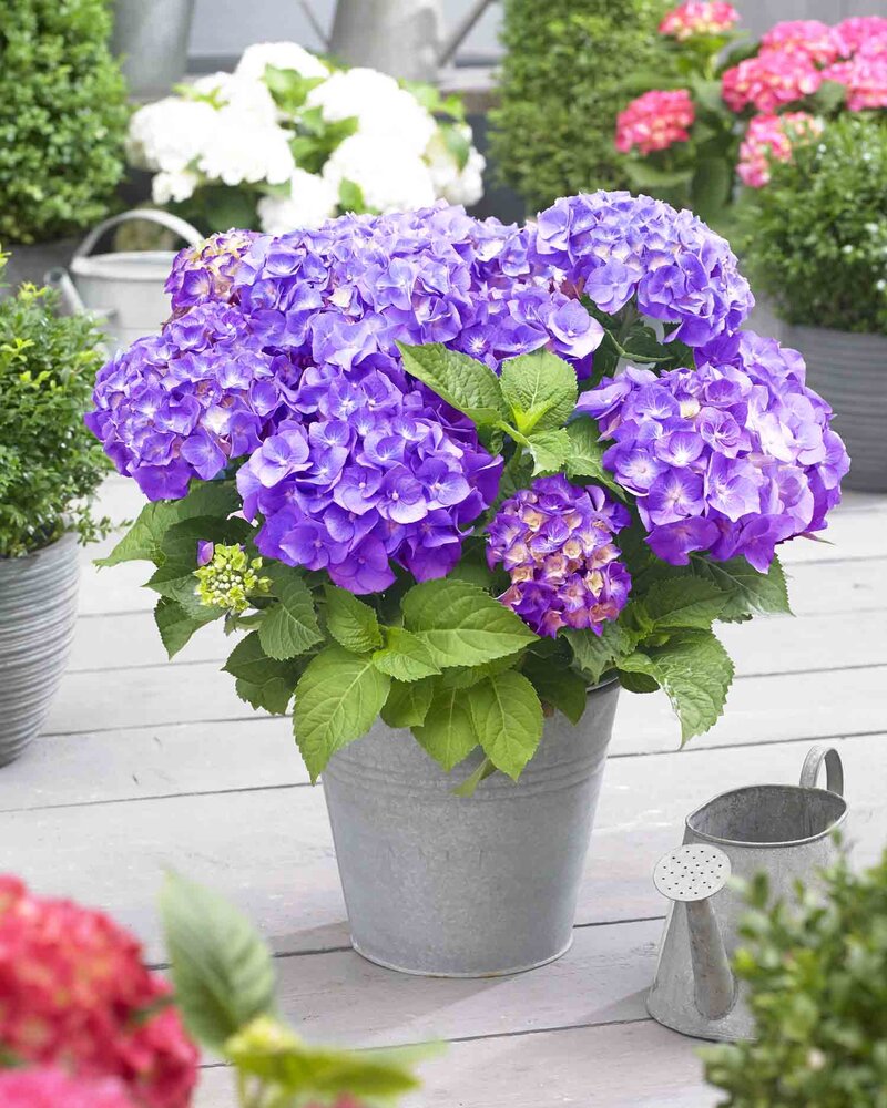 Hydrangea macrophylla 'Little Purple®'