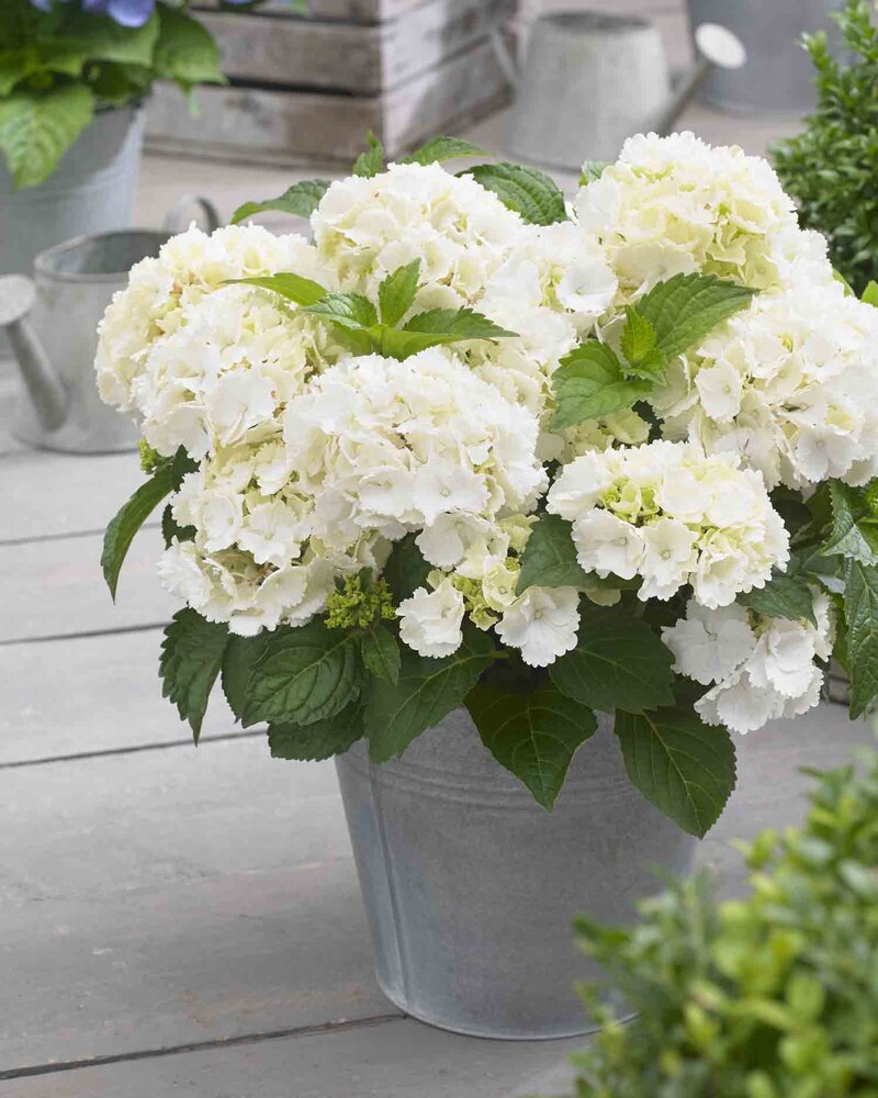 Hydrangea macrophylla 'Little White®'