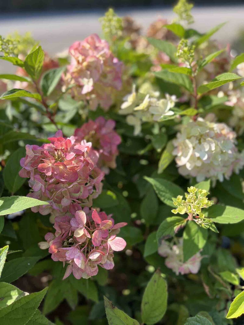 Hydrangea paniculata 'Bloody Marie' ®
