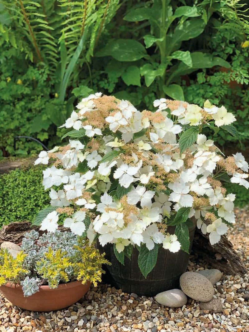 Hydrangea macrophylla 'Bridal Bouquet'