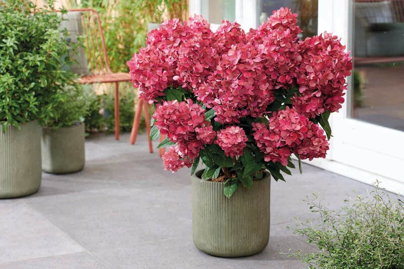 Hydrangea paniculata 'Bloody Marie' ®
