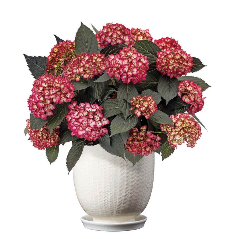  Hydrangea macrophylla 'Eclipse'®