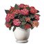  Hydrangea macrophylla 'Eclipse'®