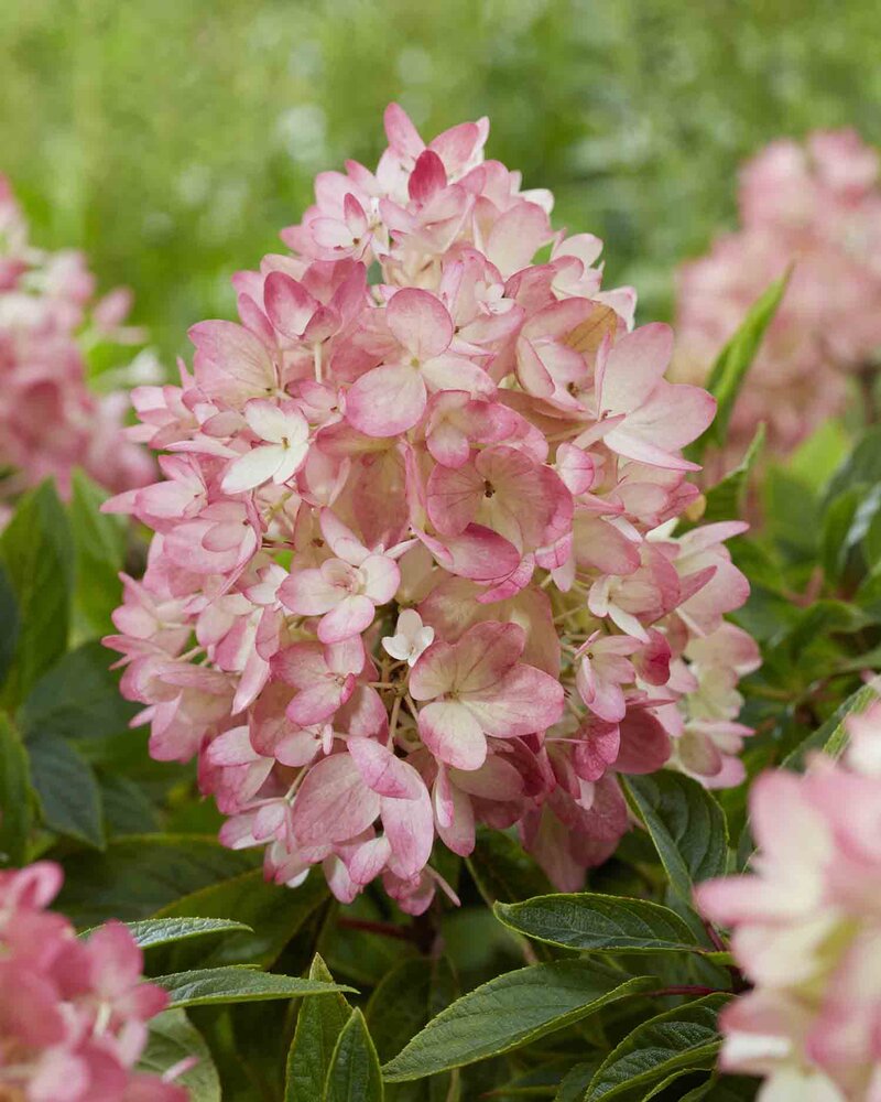Hydrangea paniculata Groundbreaker® 'Blush'