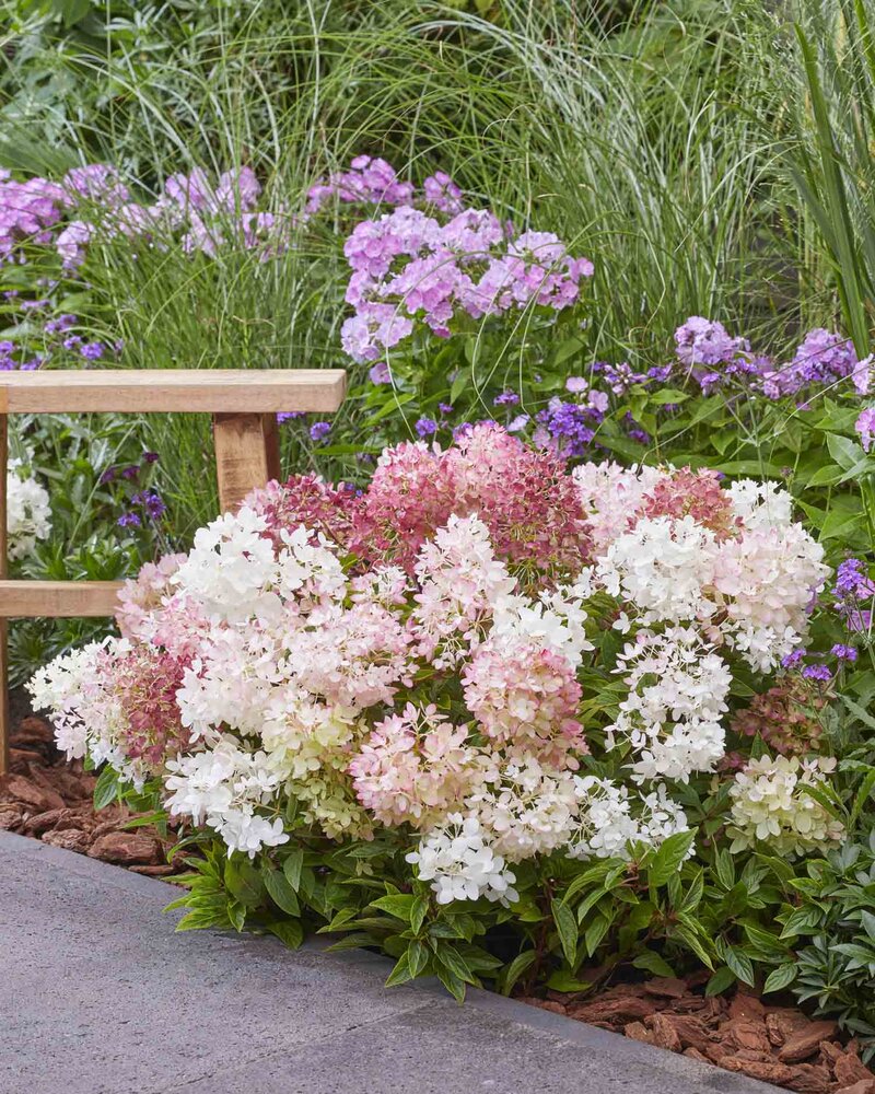Hydrangea paniculata Groundbreaker® 'Blush'