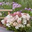 Hydrangea paniculata Groundbreaker® 'Blush'