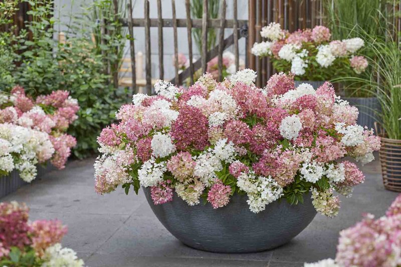 Hydrangea paniculata Groundbreaker® 'Blush'