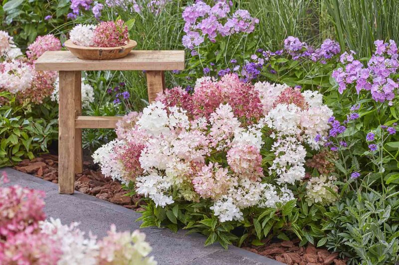 Hydrangea paniculata Groundbreaker® 'Blush'