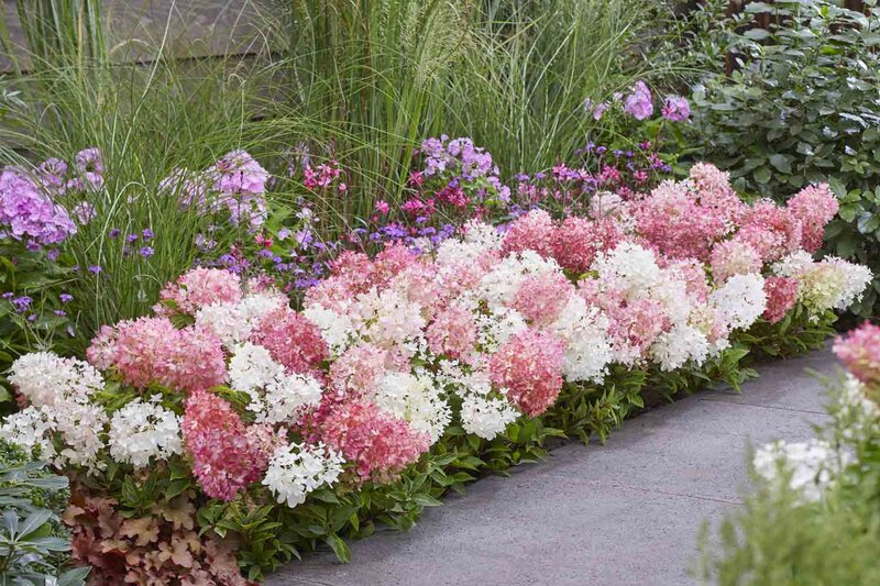 Hydrangea paniculata Groundbreaker® 'Blush'