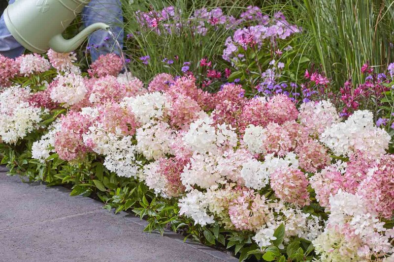 Hydrangea paniculata Groundbreaker® 'Blush'