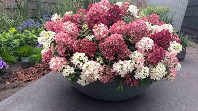 Hydrangea paniculata Groundbreaker® 'Ruby'