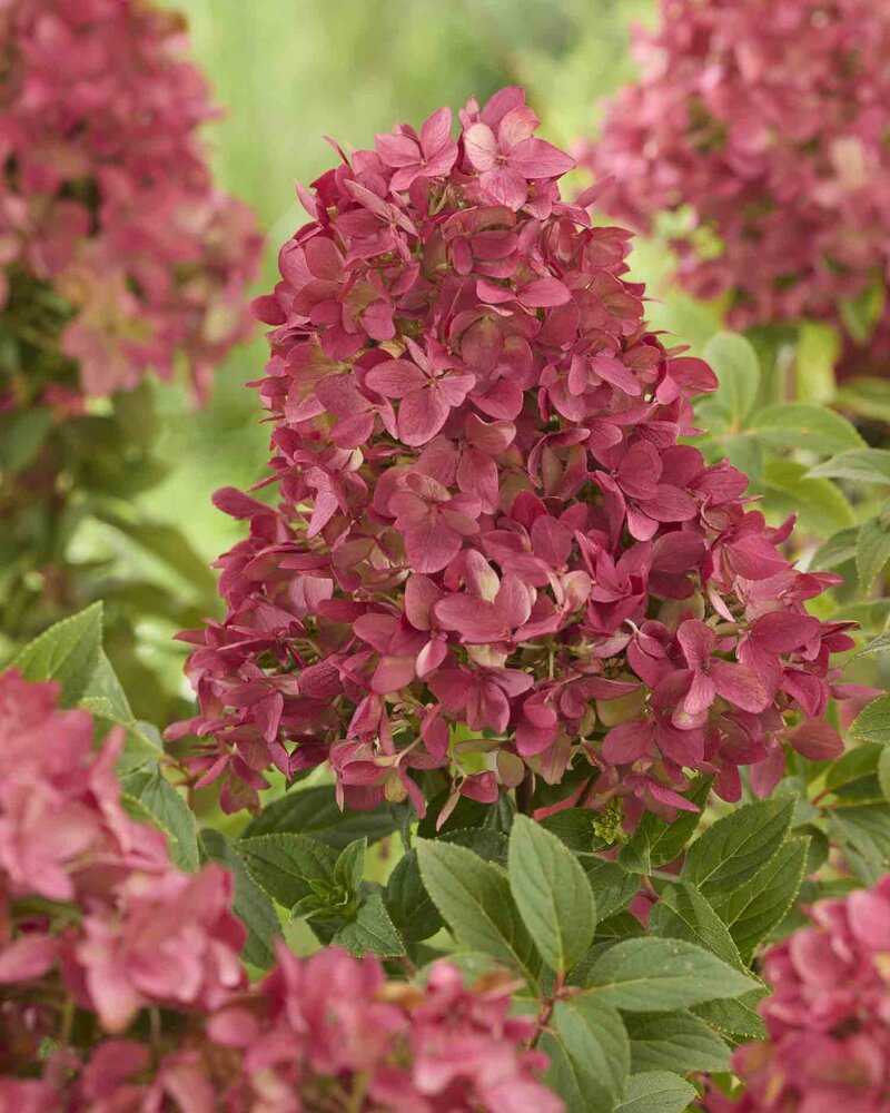 Hydrangea paniculata Groundbreaker® 'Ruby'