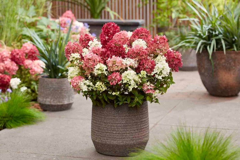 Hydrangea paniculata Groundbreaker® 'Ruby'