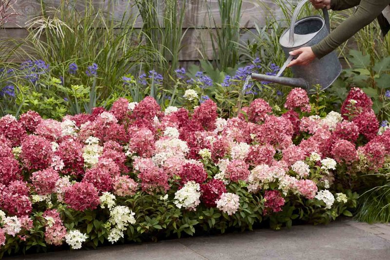 Hydrangea paniculata Groundbreaker® 'Ruby'