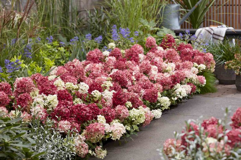 Hydrangea paniculata Groundbreaker® 'Ruby'