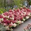 Hydrangea paniculata Groundbreaker® 'Ruby'