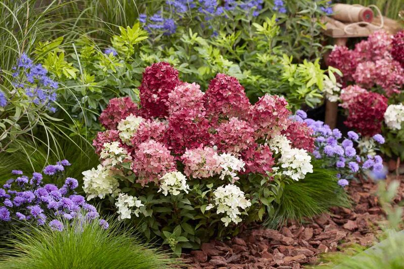 Hydrangea paniculata Groundbreaker® 'Ruby'