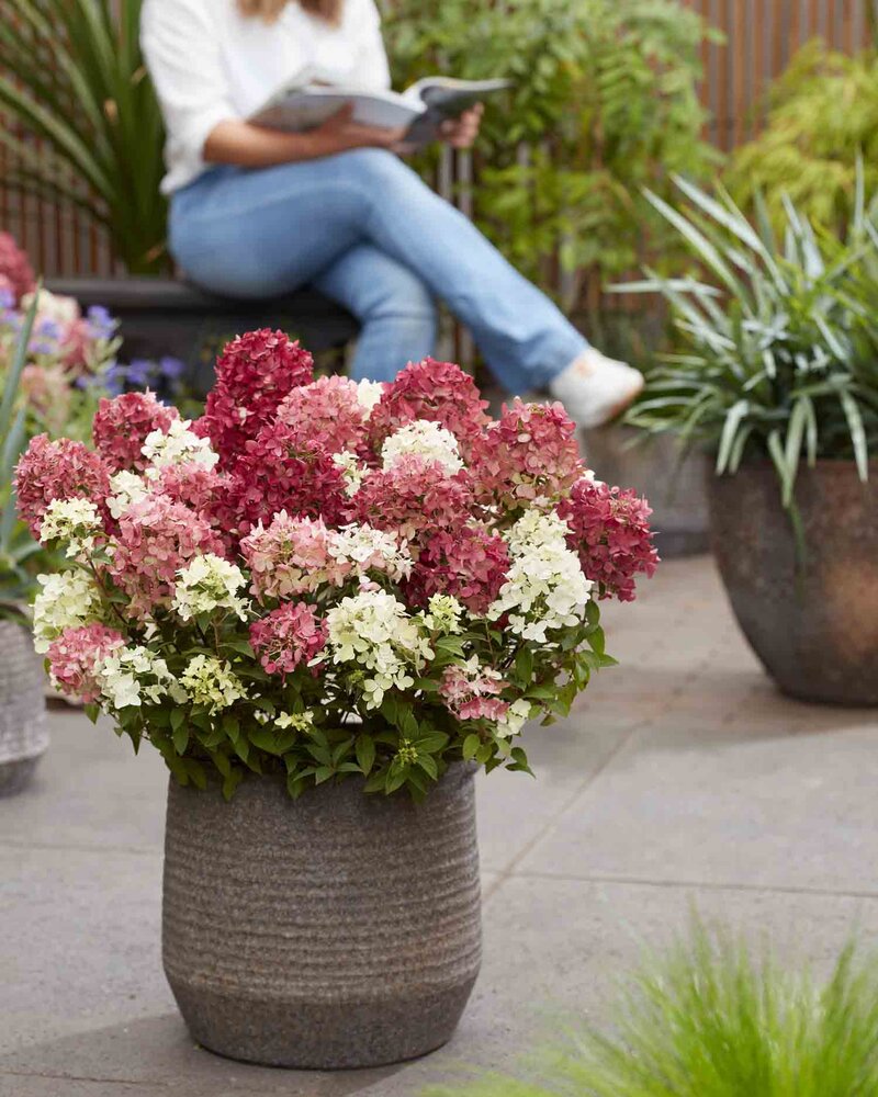 Hydrangea paniculata Groundbreaker® 'Ruby'