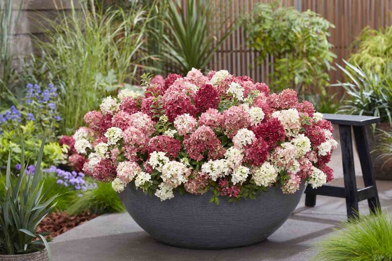 Hydrangea paniculata Groundbreaker® 'Ruby'