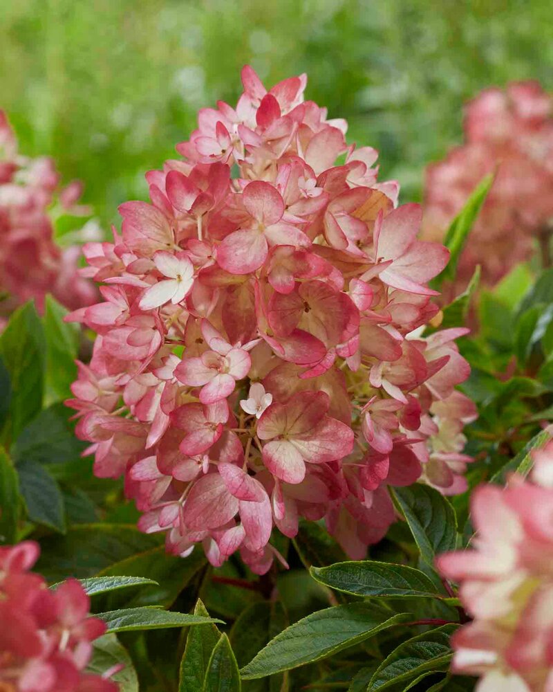 Hydrangea paniculata Groundbreaker® 'Ruby'